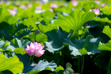 不忍池の蓮の花