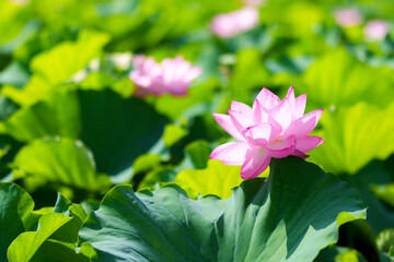 不忍池の蓮の花