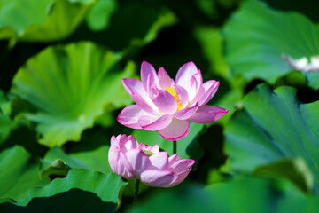 不忍池の蓮の花