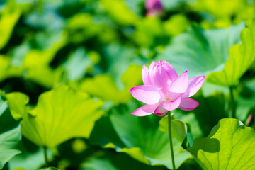 不忍池の蓮の花