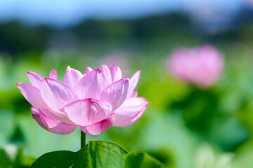 Obraz premium 不忍池の蓮の花