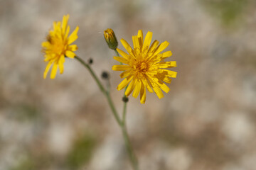 Gewöhnliches Habichtskraut (Hieracium lachenalii)	