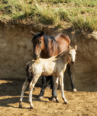 Portrait of mother horse with her little white foal