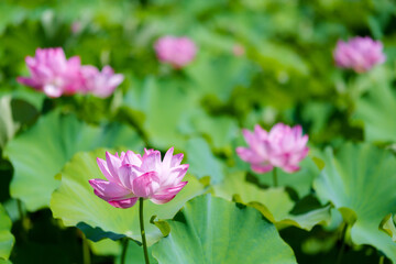 Obraz premium 不忍池の蓮の花