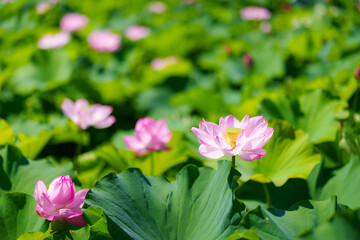 Fototapeta premium 不忍池の蓮の花