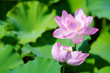 不忍池の蓮の花