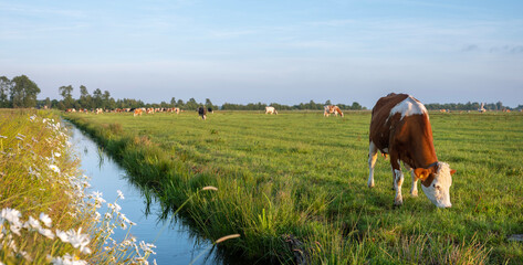 spotted cows in evening sun near amsterdam under blue sky reflected in water of ditch