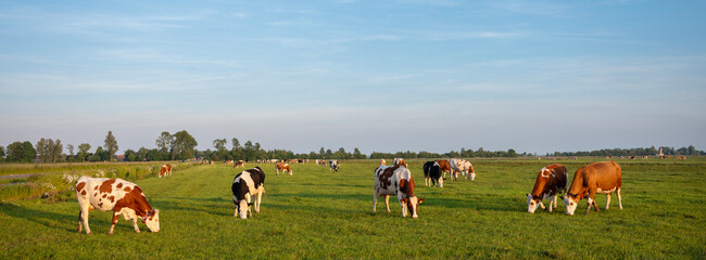 spotted cows in evening sun near amsterdam under blue sky reflected in water of ditch