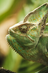 Obraz premium Closeup of green chameleon