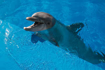 Cute dolphin swimming in blue pool water