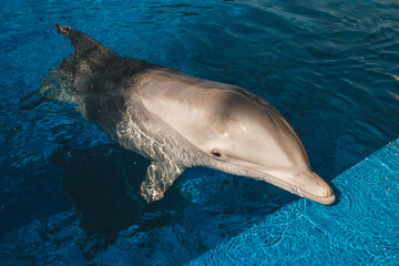 Big dolphin swimming in blue water