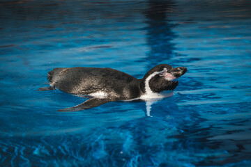 Cute black and white Spheniscus humboldti penguin swimming in pool