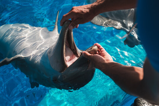 Man checking teeth and mouth of dolphin