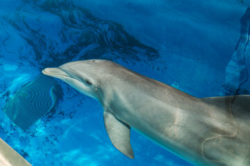 Cute grey dolphin swimming in blue water