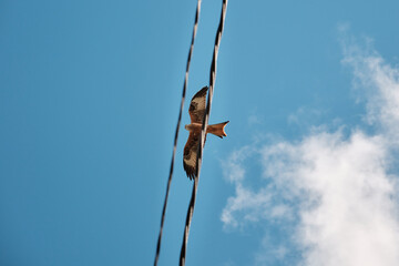 Predatory bird flying under blue sky