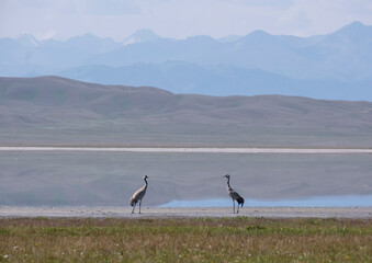 Fototapeta premium birds gray cranes in natural habitat against the backdrop of the lake and mountains