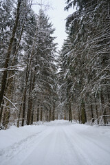 Obraz premium Nature of the Moscow region in winter. A snow-covered road in a park among coniferous trees. A forest in the snow, an empty snow trail, without people. There is no one. Russia.