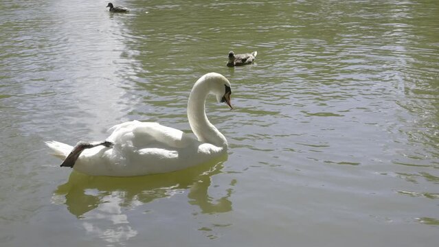 schw&auml;ne see