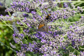 Meadow brown (maniola jurtina) butterfly perched on lavender in Zurich, Switzerland