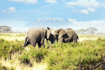 Two huge elephants