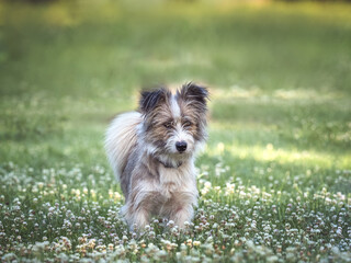 Cute dog walking in a meadow in green grass against the background of trees. Closeup, outdoor. Day light. Concept of care, education, obedience training and raising pets