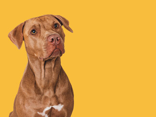 Cute brown dog. Isolated background. Close-up, indoors. Studio photo. Day light. Concept of care,...