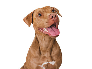 Cute brown dog that smiles. Isolated background. Close-up, indoors. Studio photo. Day light. Concept of care, education, obedience training and raising pets - Powered by Adobe