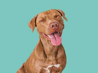 Cute brown dog that smiles. Isolated background. Close-up, indoors. Studio photo. Day light. Concept of care, education, obedience training and raising pets