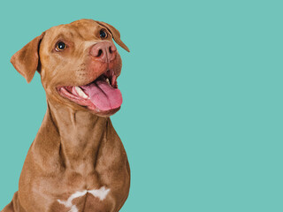 Cute brown dog that smiles. Isolated background. Close-up, indoors. Studio photo. Day light. Concept of care, education, obedience training and raising pets