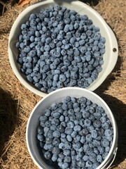 Basket filled with blueberries picked at farm in BC, Canada