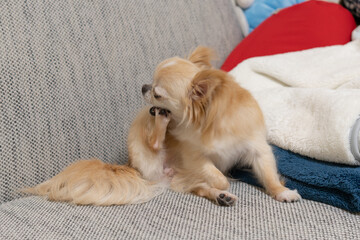 スーちゃん足を食べるw
