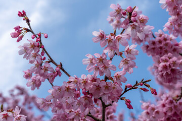 桜が美しい春の富山県中央植物園