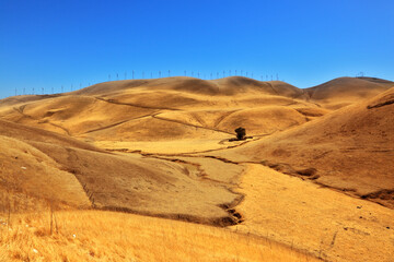 Soft hills of California.