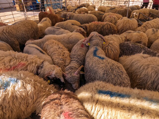 An Arab sheep standing in a sheepfold (Qurban in Eid al-Adha mubarak) Amman, Jordan - sheep, goats,...