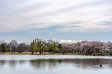 Fototapeta premium 桜が美しい春の富山県中央植物園