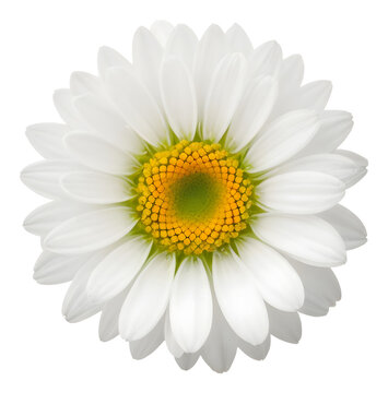 white flower isolated on transparent background, extracted, png file