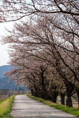 Fototapeta na wymiar 神通川さくら堤と塩の千本桜