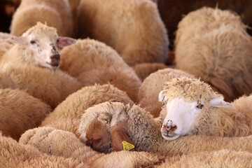 An Arab sheep standing in a sheepfold (Qurban in Eid al-Adha mubarak) Amman, Jordan - sheep, goats,...