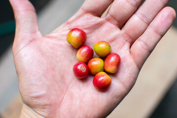 Coffee cherry fruits on hand