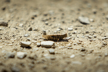 saltamontes foto macro 