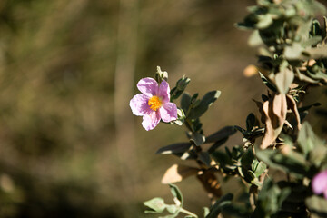 flor en la naturaleza 
