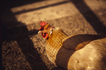 gallina con cresta  retrato 