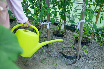 Plastic sprinkling can or funnel watering tomato plant in the greenhouse. Organic home grown tomato...