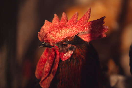 gallo con cresta  retrato 