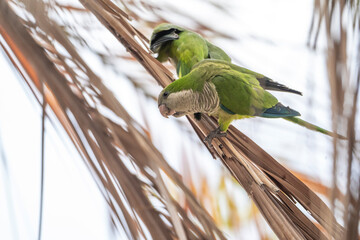 Argentine parrots birds in Barcelona city parks 