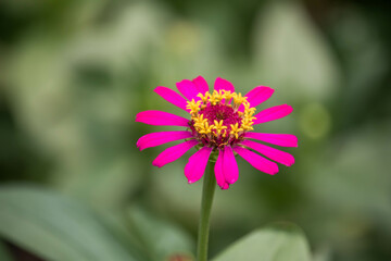 Obraz premium Pink zinnia flowers with green leaves background.