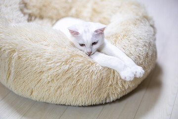 猫用ベッドで腕を伸ばし、くつろぐ白猫