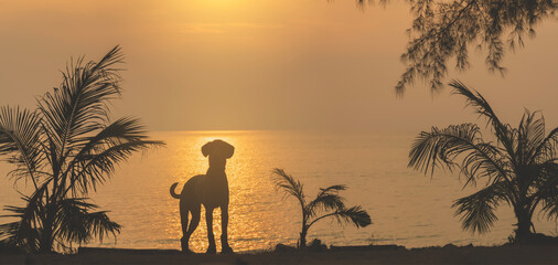 Panorama Sea sunset. Silhouette of a dog on the background of a sea sunset