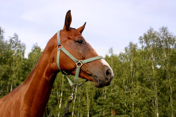 Fototapeta premium portrait of a horse on the background of the forest