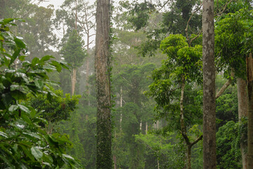 Rainforest in the Rainforest Discovery Center in Sepilok, Borneo, Malaysia